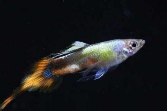 孔雀魚夾尾能自愈嗎