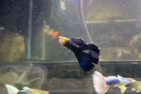 孔雀魚為什么要分開養(yǎng)