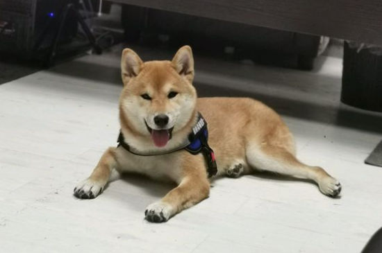 會笑的狗叫什么名字