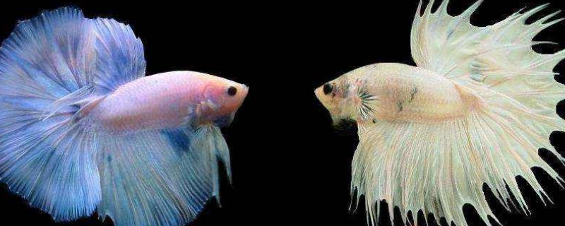 斗魚能和孔雀魚一起養(yǎng)嗎