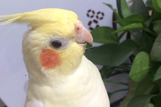 玄鳳鸚鵡拉稀能自愈嗎