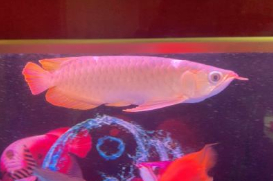 紅龍魚(yú)不紅發(fā)黃為什么
