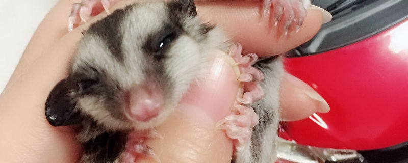 抓蜜袋鼯的正確手勢