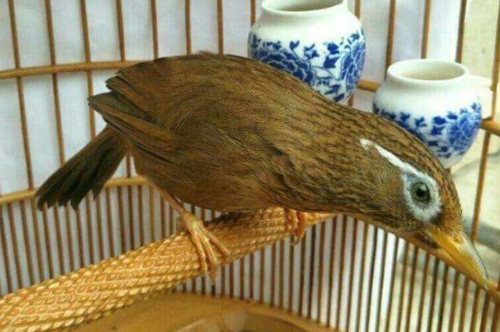 畫眉鳥養(yǎng)了三年不起性怎么辦