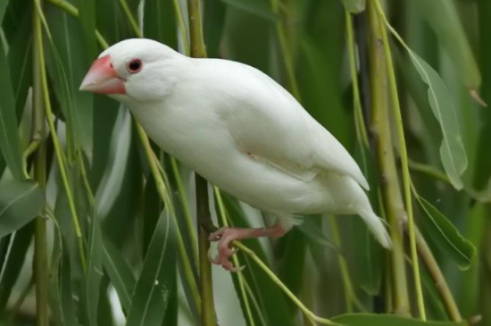 白文鳥為什么打架