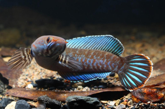 雷龍吃什么食物長得快，雷龍魚主食飼料的選擇方法