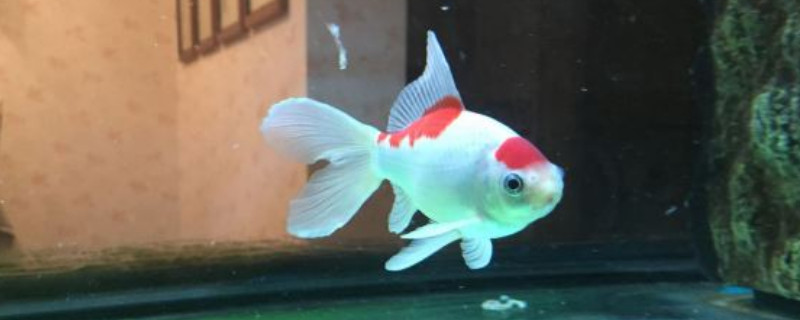 草金魚溫度是多少合適
