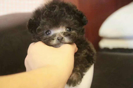茶杯犬掉毛有多嚴(yán)重