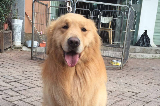 金毛尿頻是怎么回事，金毛犬突然頻繁小便的原因分析