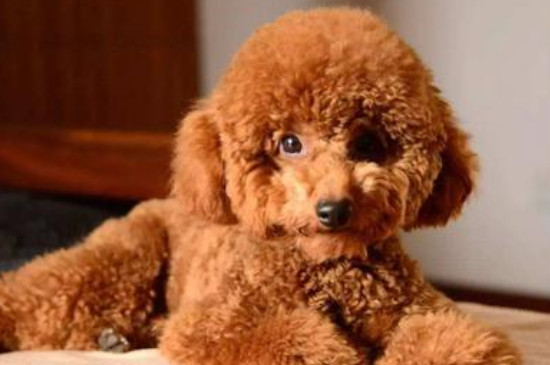 泰迪犬怎么訓(xùn)練