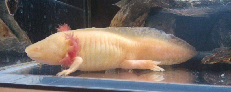 六角恐龍吃火腿腸嗎，難以消化最好別喂