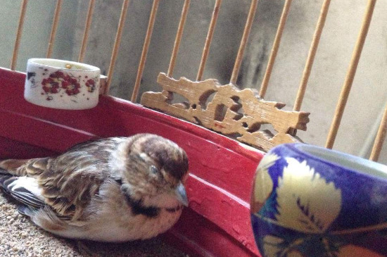 百靈鳥(niǎo)不換毛怎么治