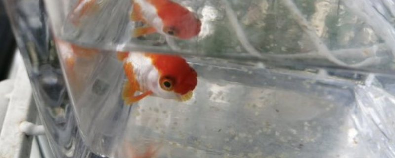 金魚(yú)體溫恒定嗎