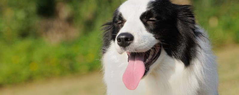 邊境牧羊犬性格特點(diǎn)
