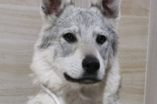 狗快速催吐的四種方法