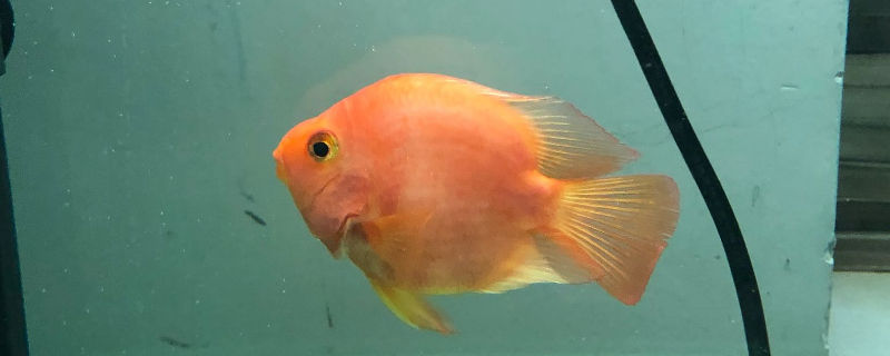 鸚鵡魚(yú)壽命終止前的表現(xiàn)