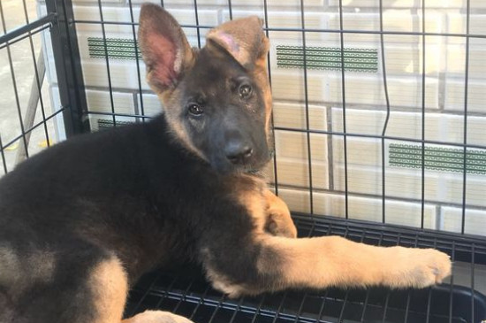 德國牧羊犬為什么禁養(yǎng)