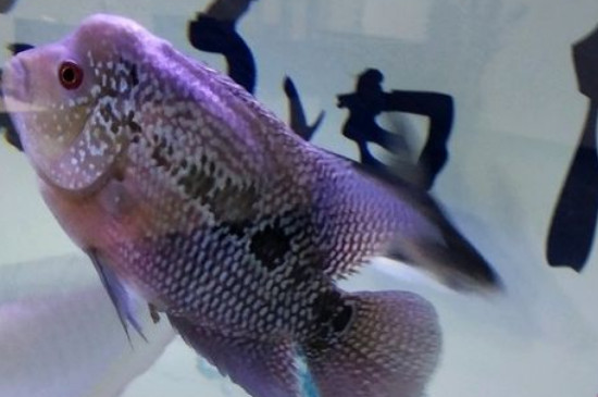 羅漢魚縮頭是什么原因，羅漢縮頭怎么恢復(fù)