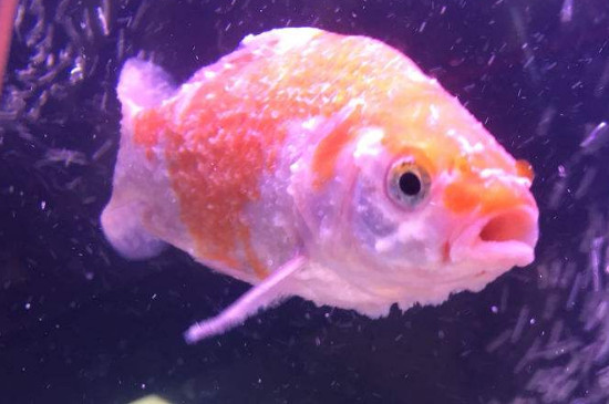 金魚頭上有白色絮狀物