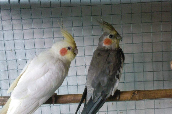養(yǎng)玄鳳鸚鵡的注意事項(xiàng)