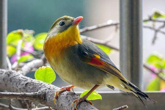 養(yǎng)相思鳥的禁忌