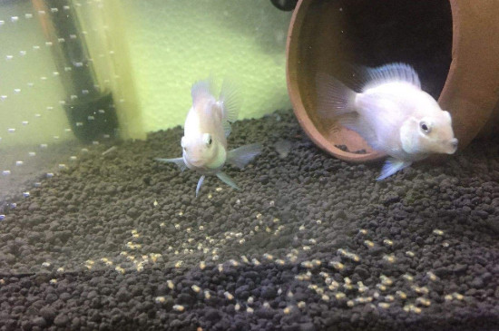 迷你鸚鵡魚(yú)帶崽子能帶大嗎