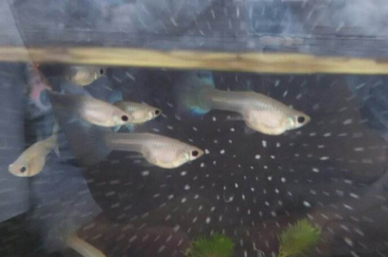 孔雀魚眼睛全黑正常嗎