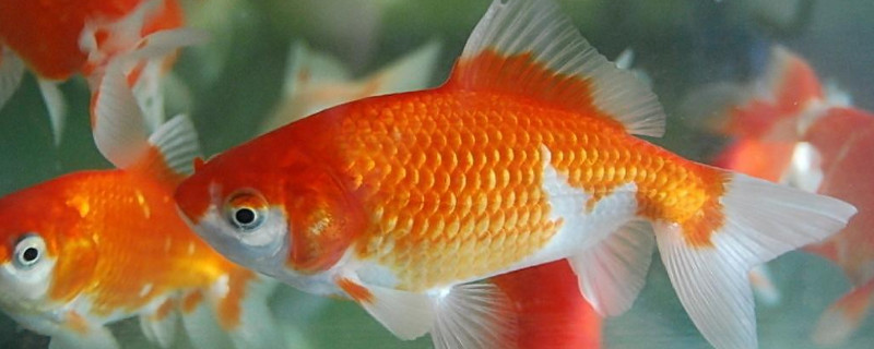 養(yǎng)金魚的方法和技巧