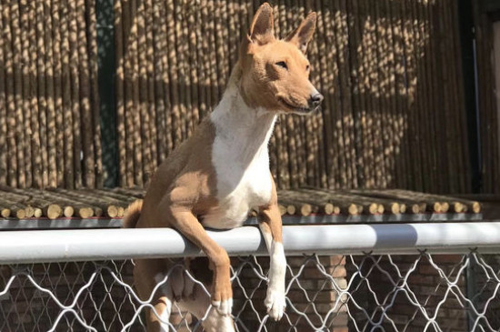古牧犬智商排第幾，智商排名第63位