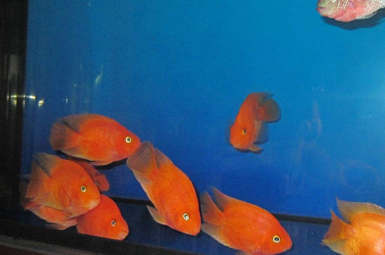怎么對付鸚鵡魚缸霸