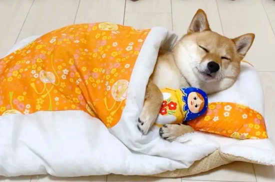 狗的睡眠一天多少小時(shí)