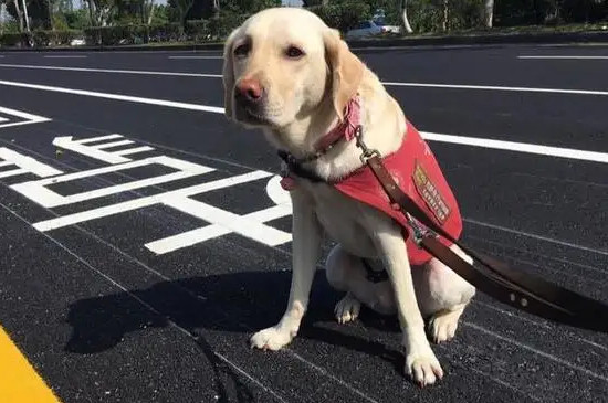 導(dǎo)盲犬會(huì)咬人嗎