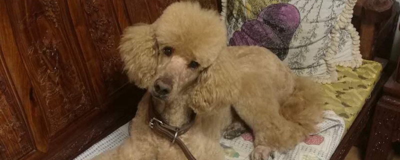 巨貴犬怎么看純不純，如何辨別巨貴是否純種