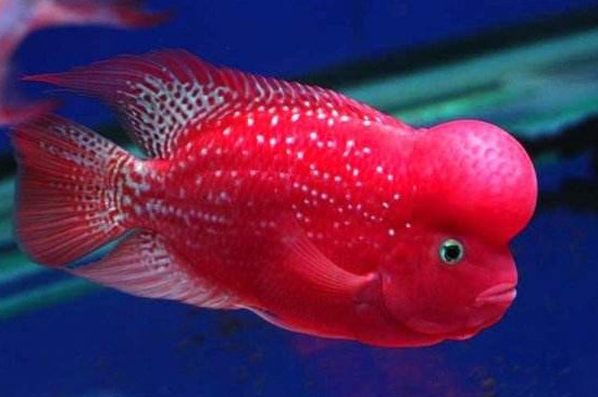 羅漢魚(yú)能和什么魚(yú)混養(yǎng)