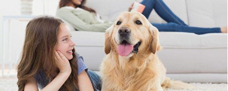 金毛犬愛主人的表現(xiàn)