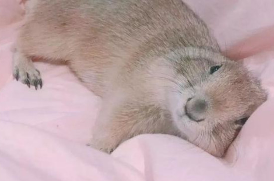 土撥鼠會冬眠嗎