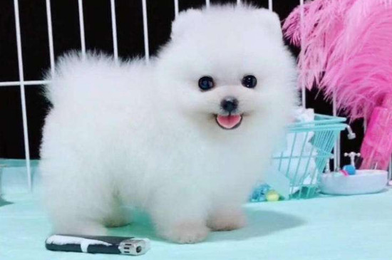 博美犬幾個月懂事