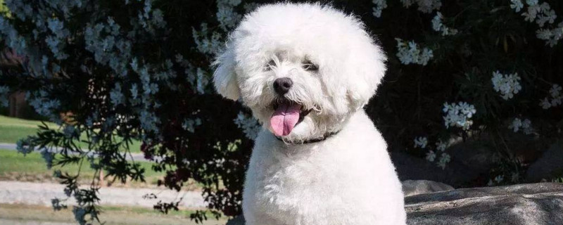 比熊犬認新主人的時間