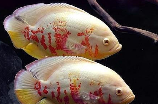 地圖魚不吃食