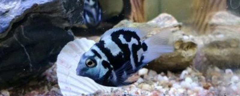 養(yǎng)迷你鸚鵡魚注意事項(xiàng)
