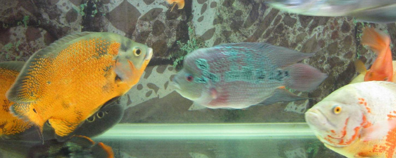地圖魚喜歡什么水質