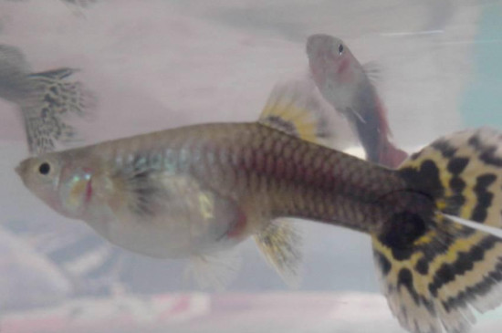 孔雀魚下崽為啥還分批