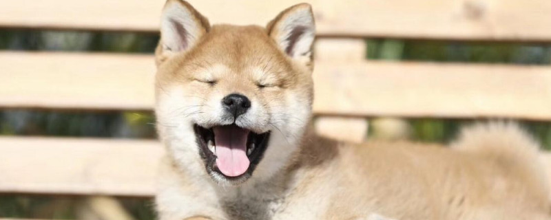 如何整治柴犬的犟脾氣