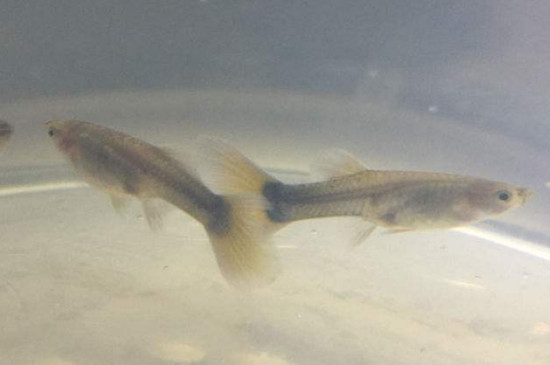 鳳尾魚下崽時注意什么