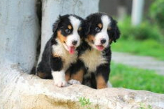 伯恩山犬壽命