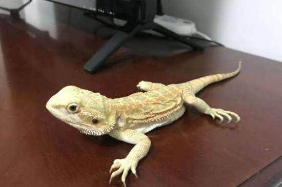 鬃獅蜥怎么分辨公母
