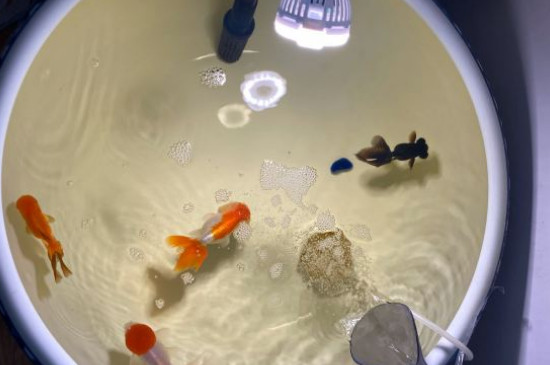金魚出魚籽怎么拿出來
