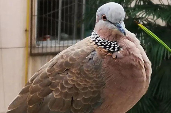 鴿子和斑鳩能雜交嗎