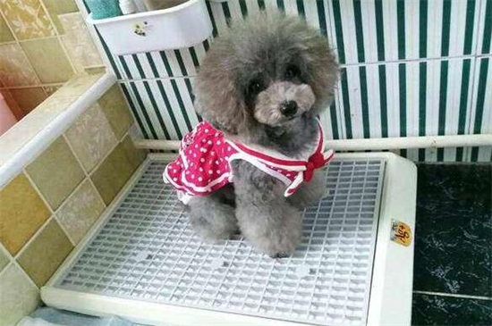 教狗狗在指定地方上廁所