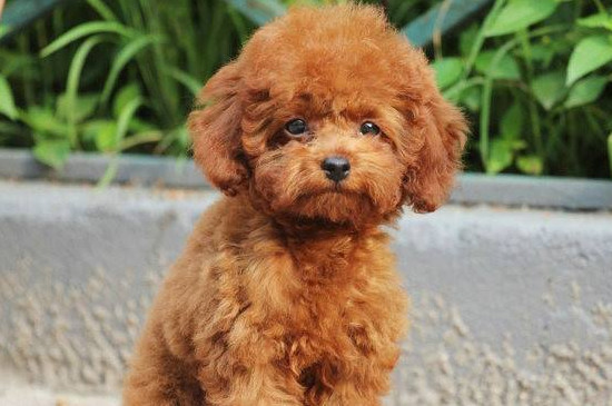 泰迪犬大小便訓(xùn)練